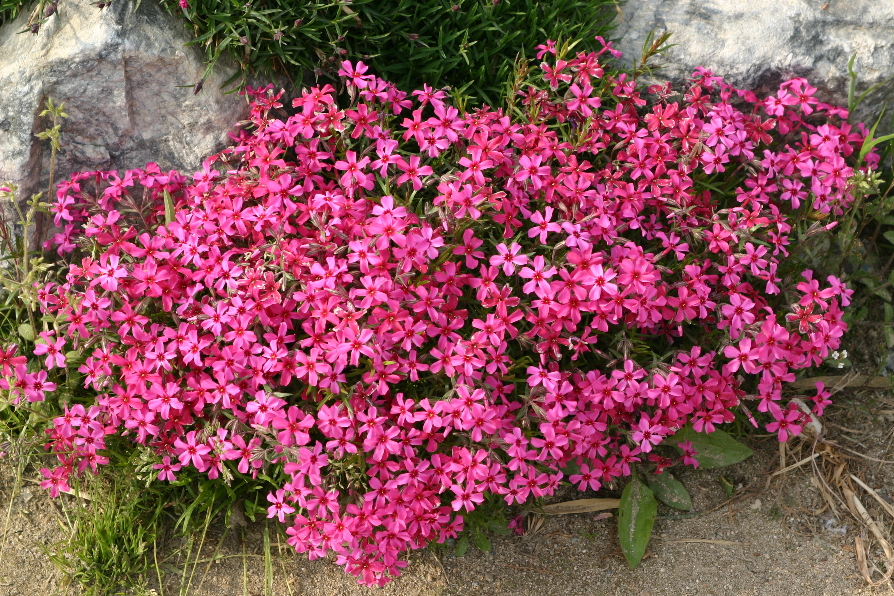 Phlox subulata 'Scarlet Flame'